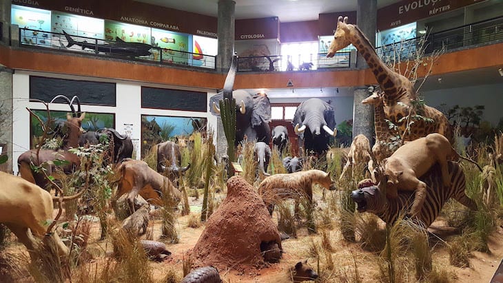 Museu De História Natural de Maputo